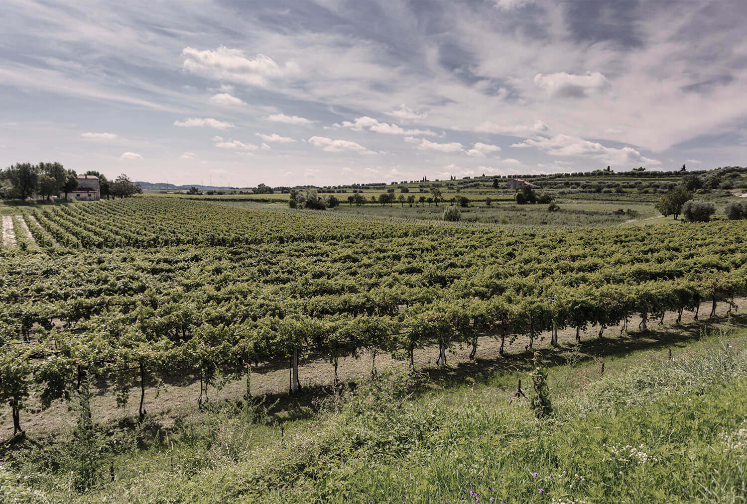 1896 vineyard on Lake Garda
